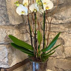 Whispering Orchid